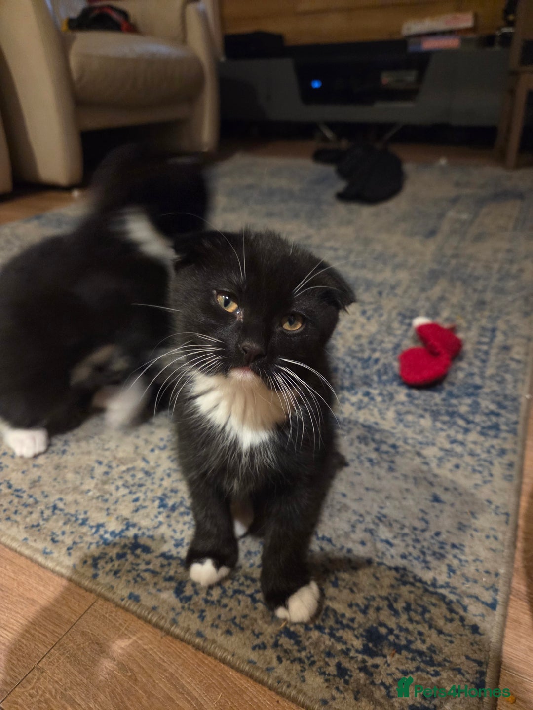 Mixed Breed cats for sale: Male kitten - Advert 7