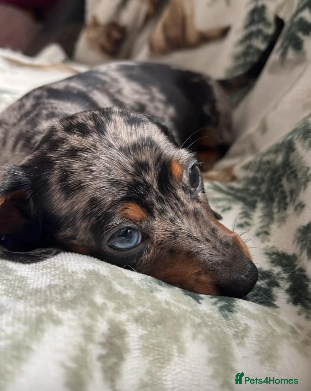 Miniature Dachshund dogs for sale: 😾  •• Miniature Dachshund Puppies  •• 🐺   - Advert 2