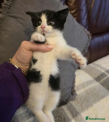 Mixed Breed cats - Advert 1