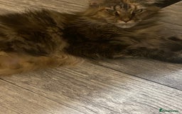 Maine Coon cats for sale: 3 Maine Coon kittens  - Advert 16