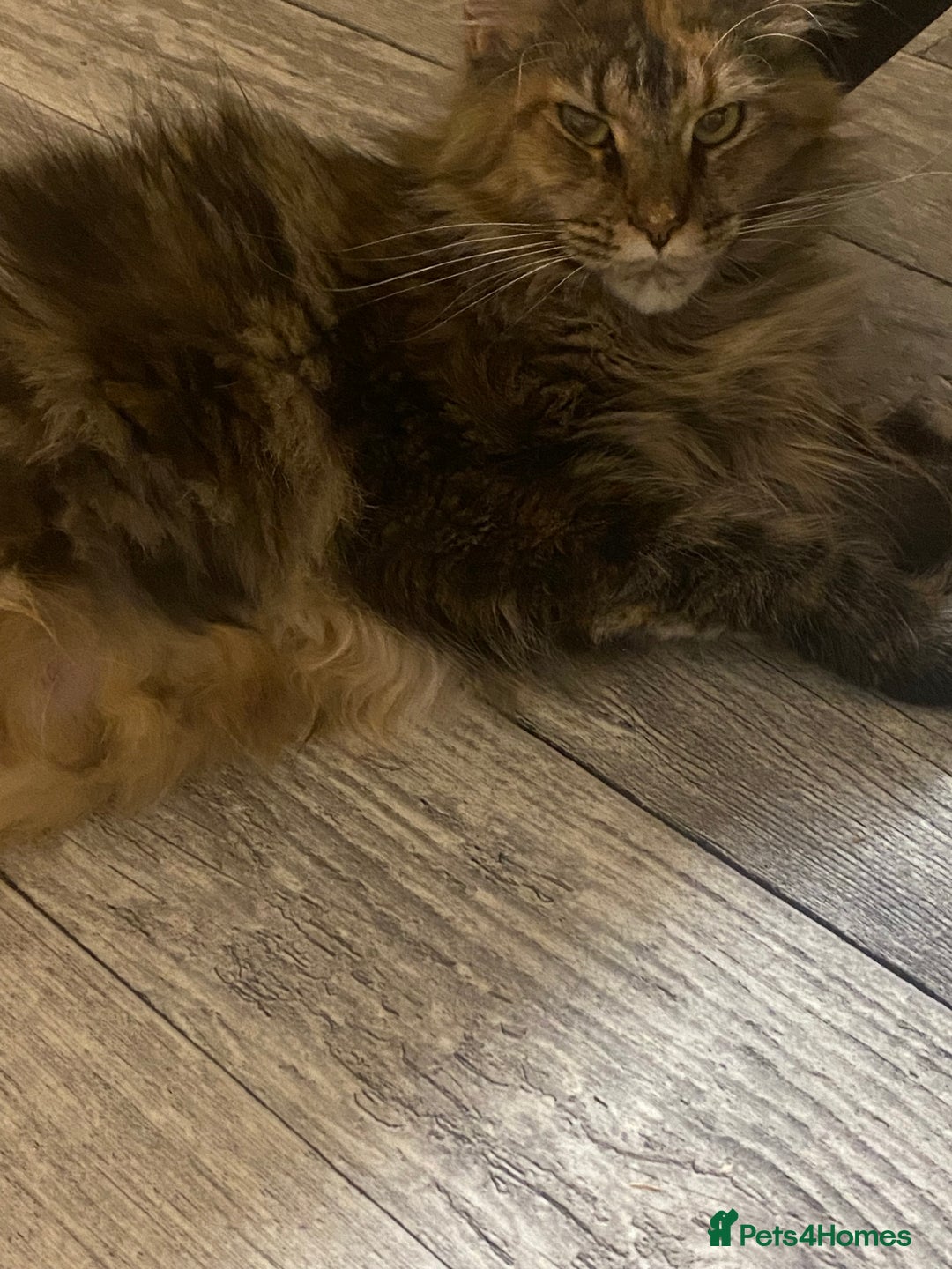 Maine Coon cats for sale: 3 Maine Coon kittens  - Advert 16