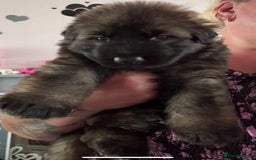 German Shepherd dogs for sale: Two kc reg health tested gsd females  - Image 5