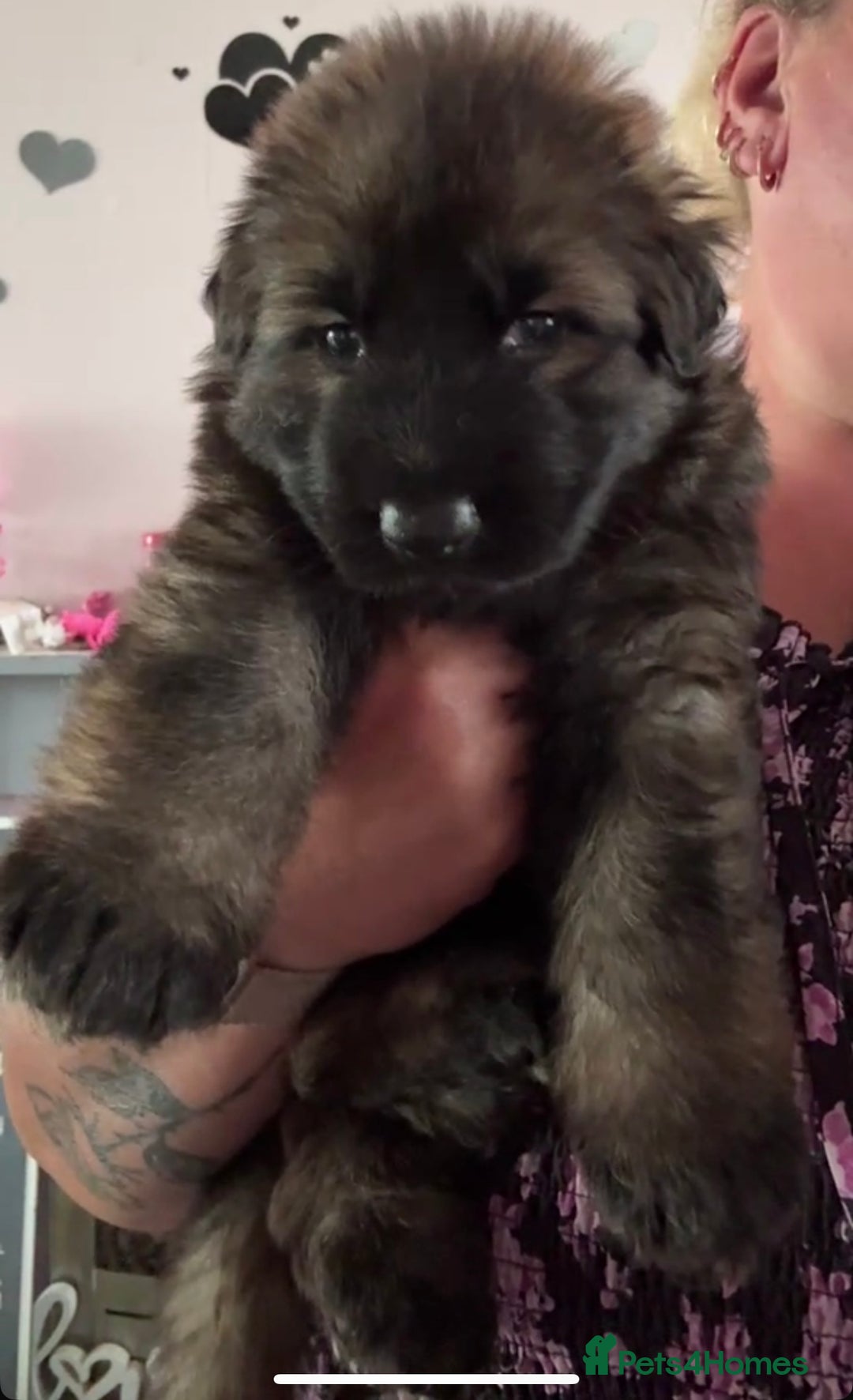 German Shepherd dogs for sale: Two kc reg health tested gsd females  - Image 5