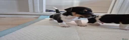 Jack Russell dogs for sale: Short legged jack russels in Harwich - Advert 11