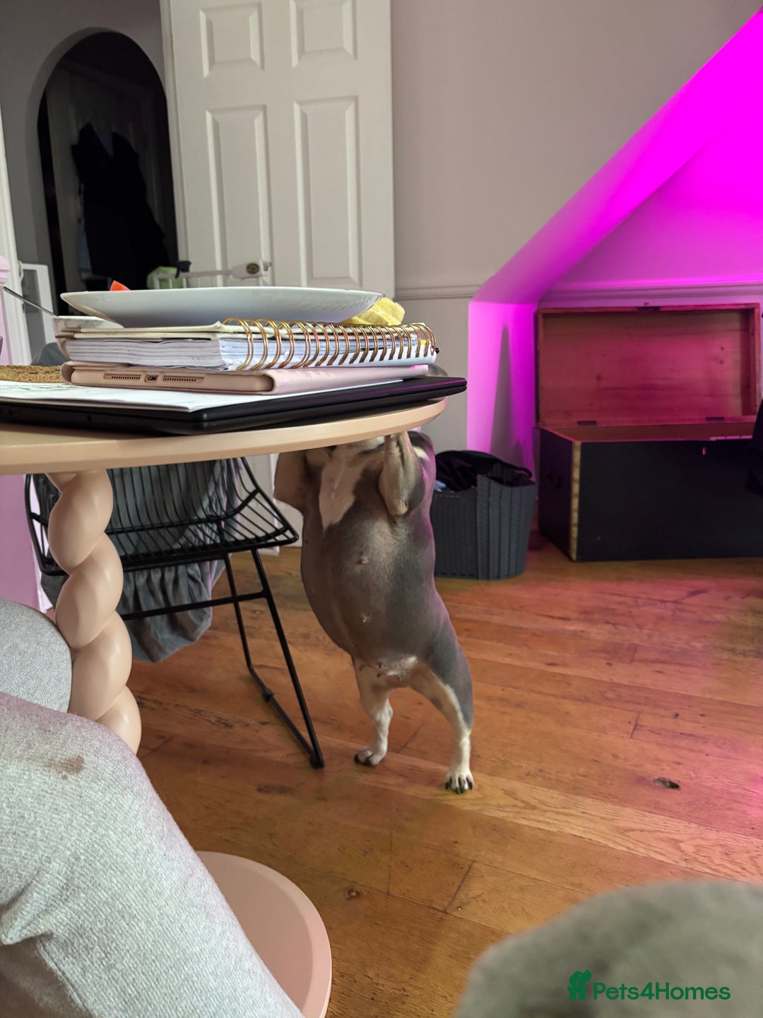 French Bulldog dogs for sale: Beautiful little girl 5yrs old free to a good home - Image 3