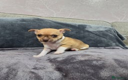 Chihuahua dogs for sale: Chihuahua pedigree pups. Not KC. - Image 20