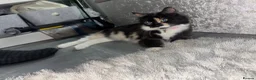 Maine Coon cats for sale: Beautiful Maincoon x kittens  - Advert 1