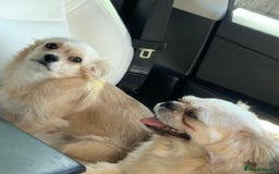 Mixed Breed dogs for sale: I have 2 dogs both baby’s  - Image 1
