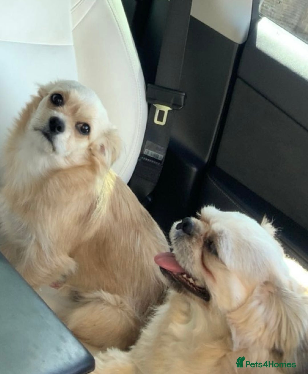 Mixed Breed dogs for sale: I have 2 dogs both baby’s  - Image 1