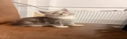 Maine Coon cats for sale: ✨🐾 MEET YOUR FUTURE MAINE COON COMPANION 🐾✨ - Advert 10