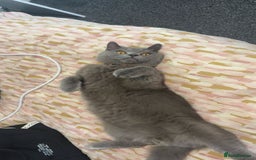 British Shorthair cats for sale: British Shorthair 1 years old for new home  - Image 4