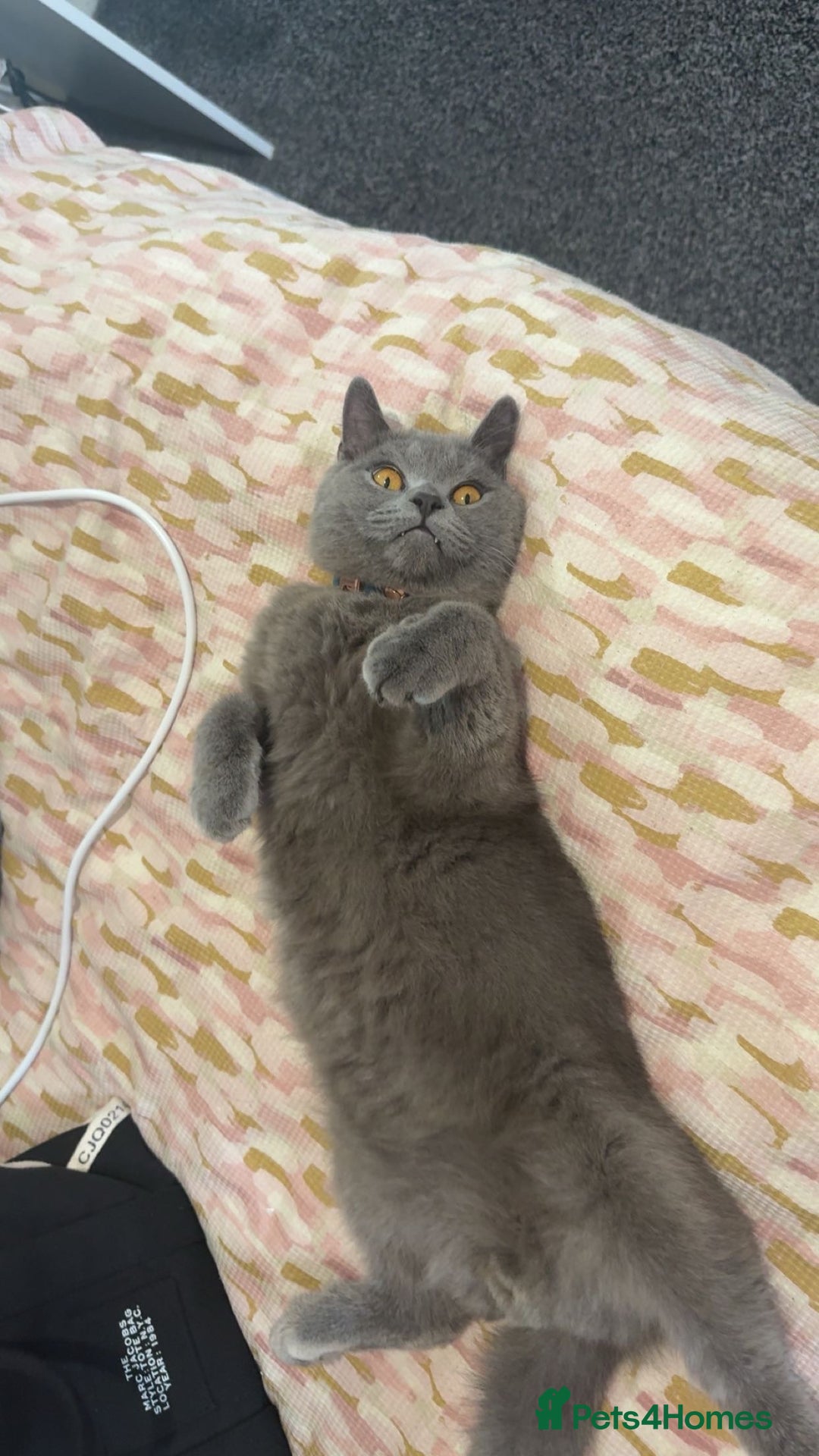 British Shorthair cats for sale: British Shorthair 1 years old for new home  - Image 4