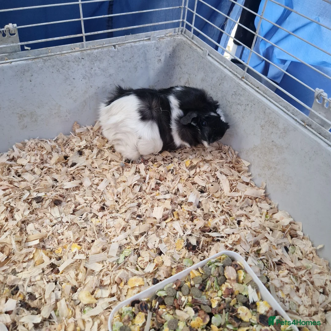 Guinea Pig rodents for sale: Lovely little piggies in Lancaster - Advert 4