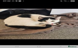Domestic Shorthair cats for sale: 2 sibling cats - Image 1