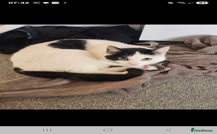 Domestic Shorthair cats - Advert 2