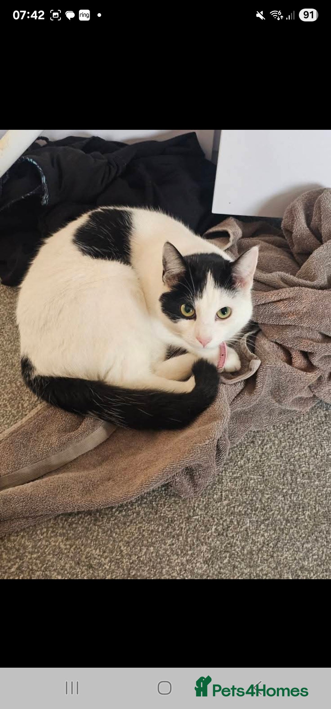 Domestic Shorthair cats for sale: 2 sibling cats - Image 1