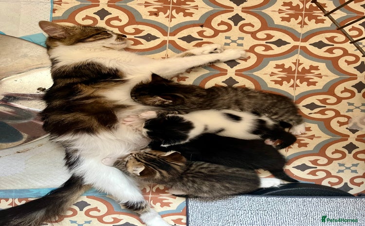 Mixed Breed cats - Advert 12
