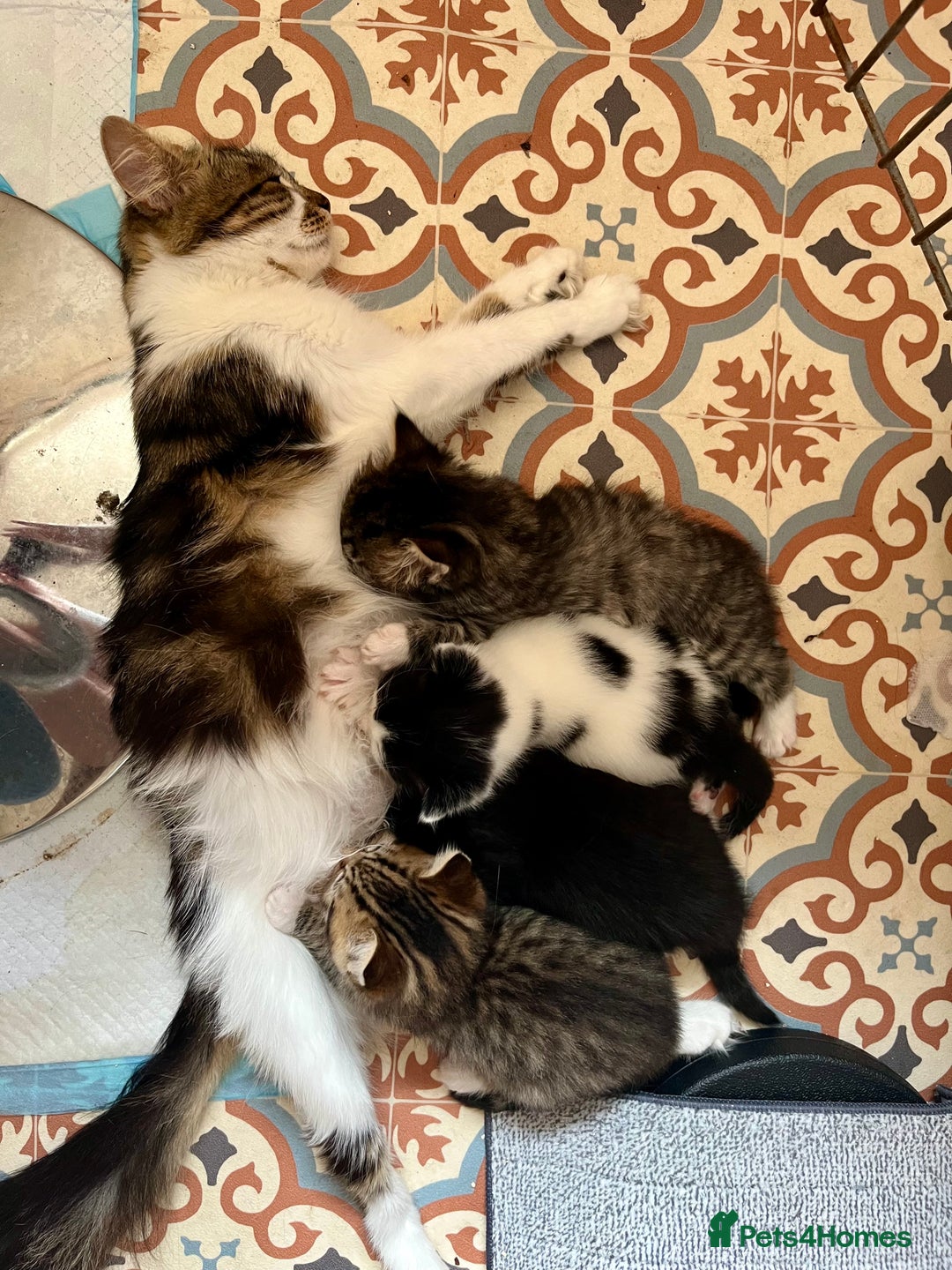 Mixed Breed cats for sale: 4 Mix Breed Kittens for sale - Image 1