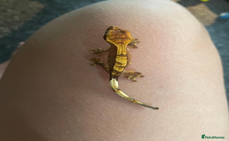 Gecko reptiles - Advert 4