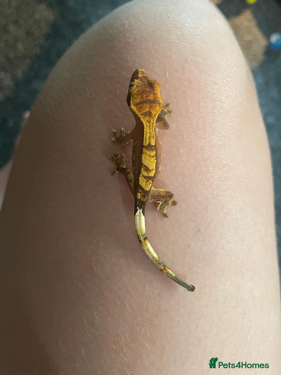 Gecko reptiles for sale: 🦎Super friendly baby crested geckos🦎 - Image 1