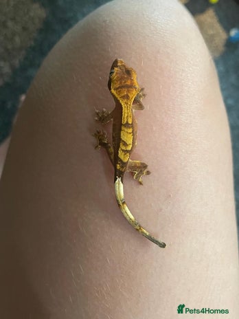 Gecko reptiles - Advert 4