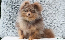 Pomeranian dogs for sale: Beautiful 1 year old Pomeranian for sale  - Image 3