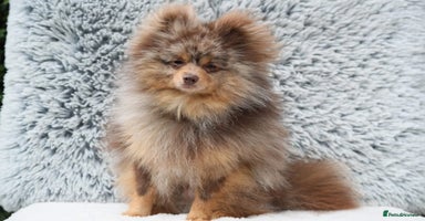 Pomeranian dogs - Advert 11