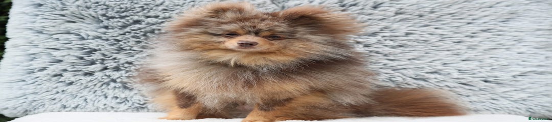 Pomeranian Puppy 1