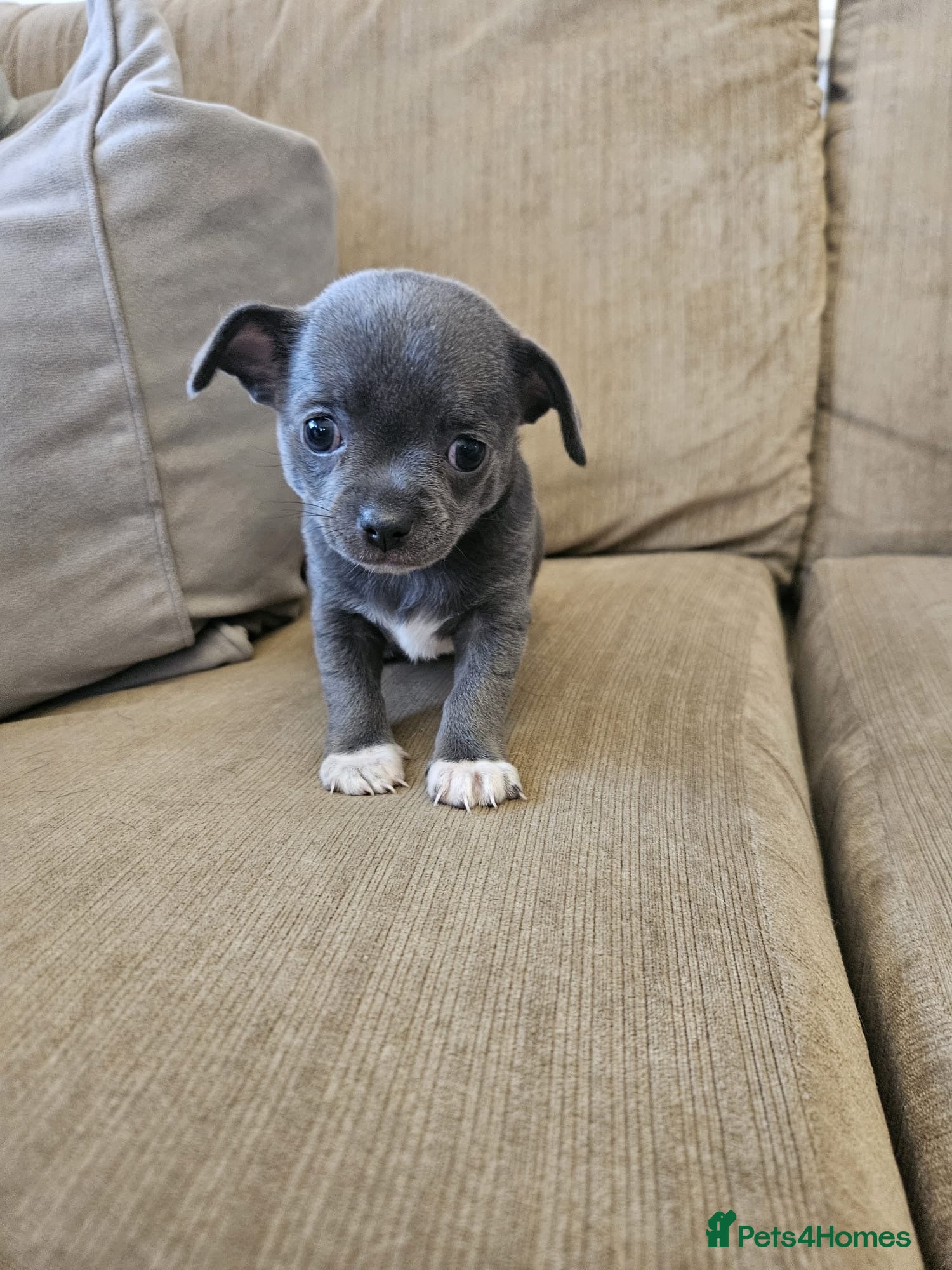 Chihuahua dogs for sale: X1 Grey blue Smoothcoat Chihuahua female  - Advert 1