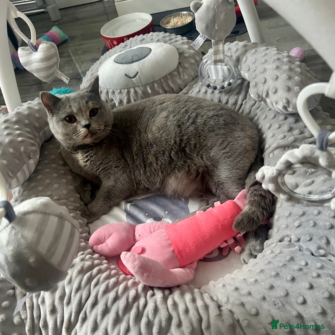 British Shorthair cats for sale: Retired British Queens - Image 6