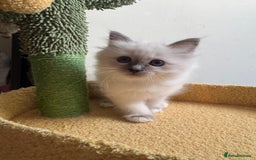 Birman cats for sale: Blue point female kitten for sale  - Image 4