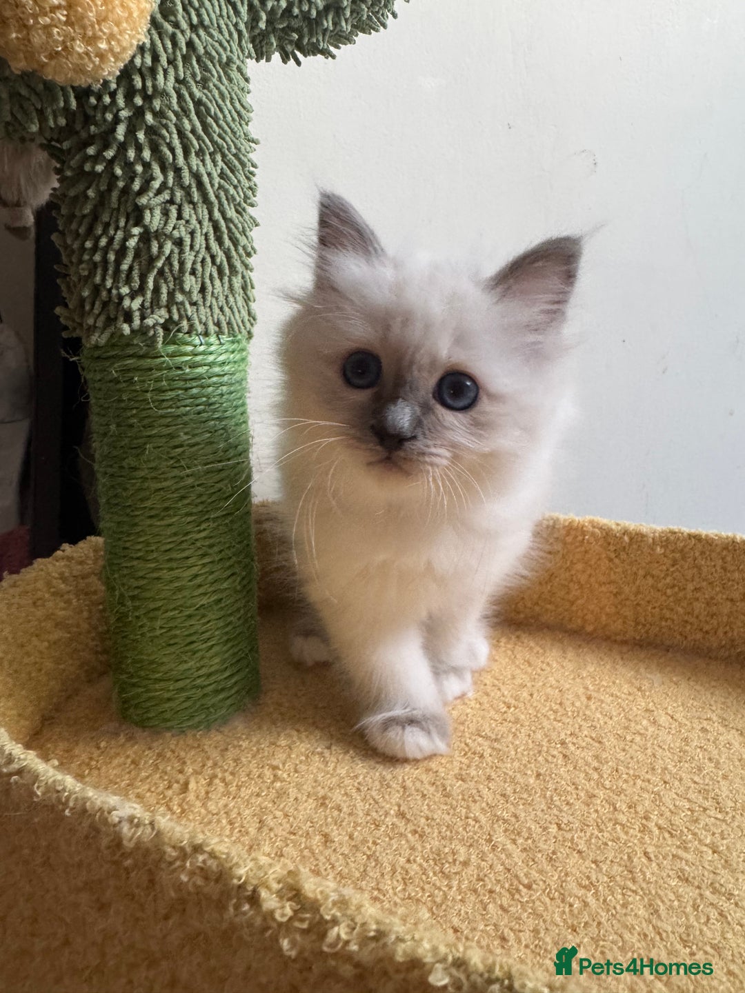 Birman cats for sale: Blue point female kitten for sale  - Image 4