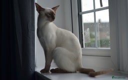 Siamese cats for stud: GORGEOUS WEDGEHEAD TYPE SIAMESE STUD - Image 2