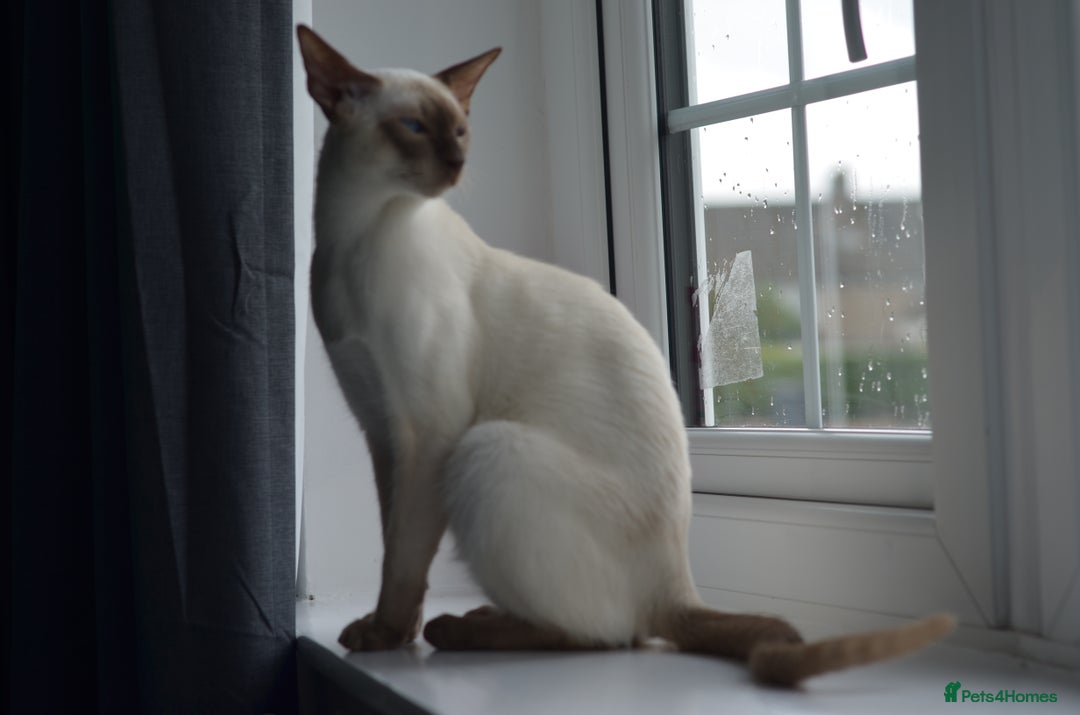 Siamese cats for stud: GORGEOUS WEDGEHEAD TYPE SIAMESE STUD - Image 2