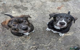 Mixed Breed dogs for sale: Two beautiful Staffy x Husky puppies  - Image 1