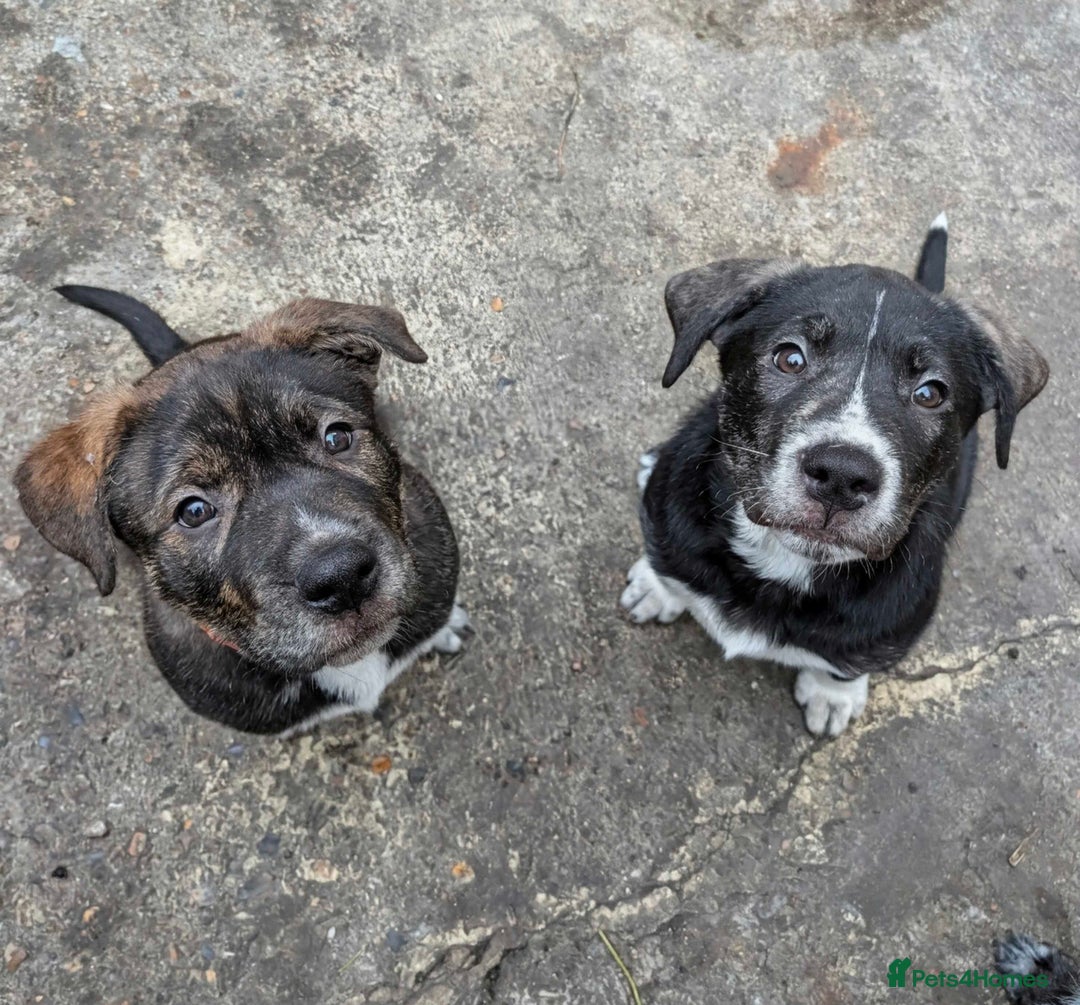Mixed Breed dogs for sale: Two beautiful Staffy x Husky puppies  - Image 1