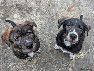 Mixed Breed dogs for sale - Advert 1