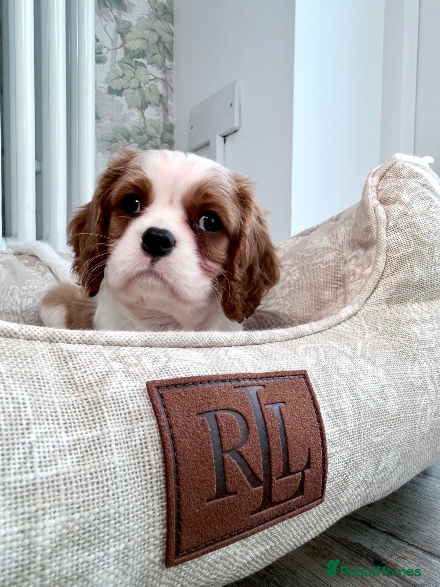 Cavalier King Charles Spaniel dogs Ready now, KC Cavalier King Charles Spaniel MALE.  - Advert 1