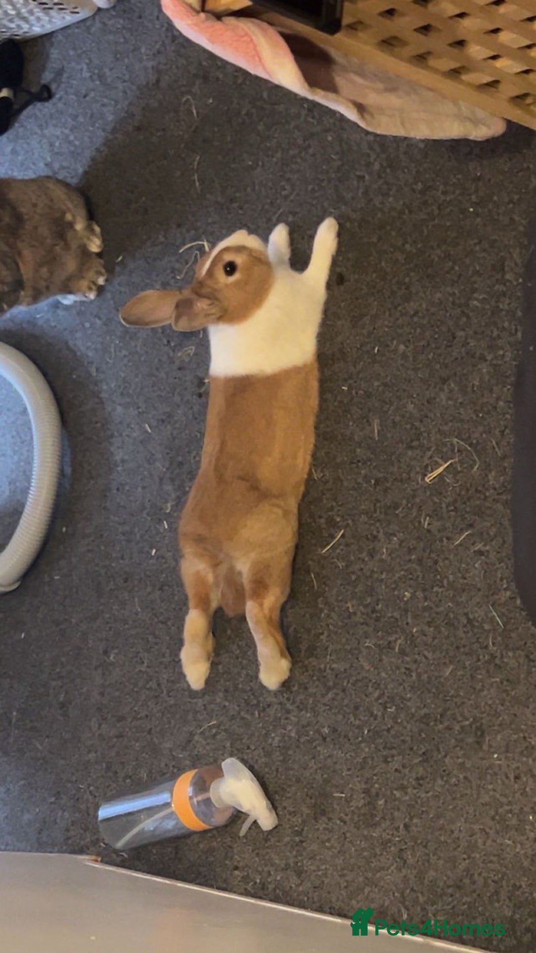 Dutch rabbits for sale: Dutch rabbit  - Image 2