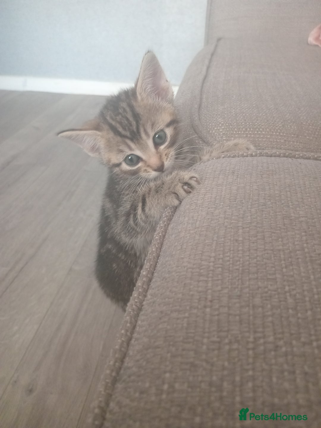 Mixed Breed cats for sale: From Our Loving Home to Yours - Image 3