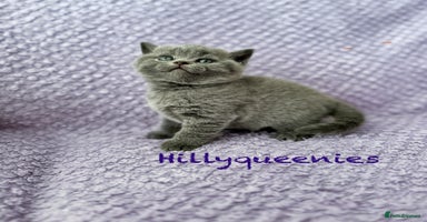 British Shorthair cats - Advert 10