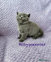 British Shorthair cats - Advert 10