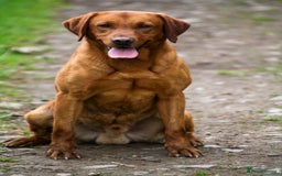 Labrador Retriever dogs for stud: Health tested- Kc registered Fox Red Labrador for  in York - Image 2