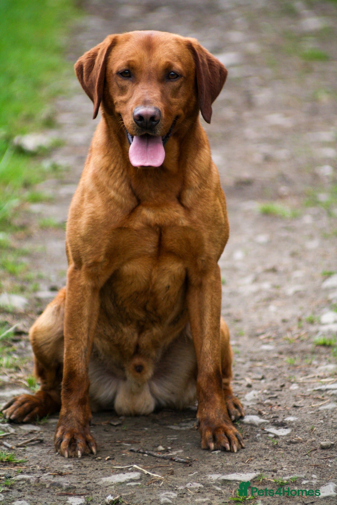 Labrador Retriever dogs for stud: Health tested- Kc registered Fox Red Labrador for  in York - Image 2
