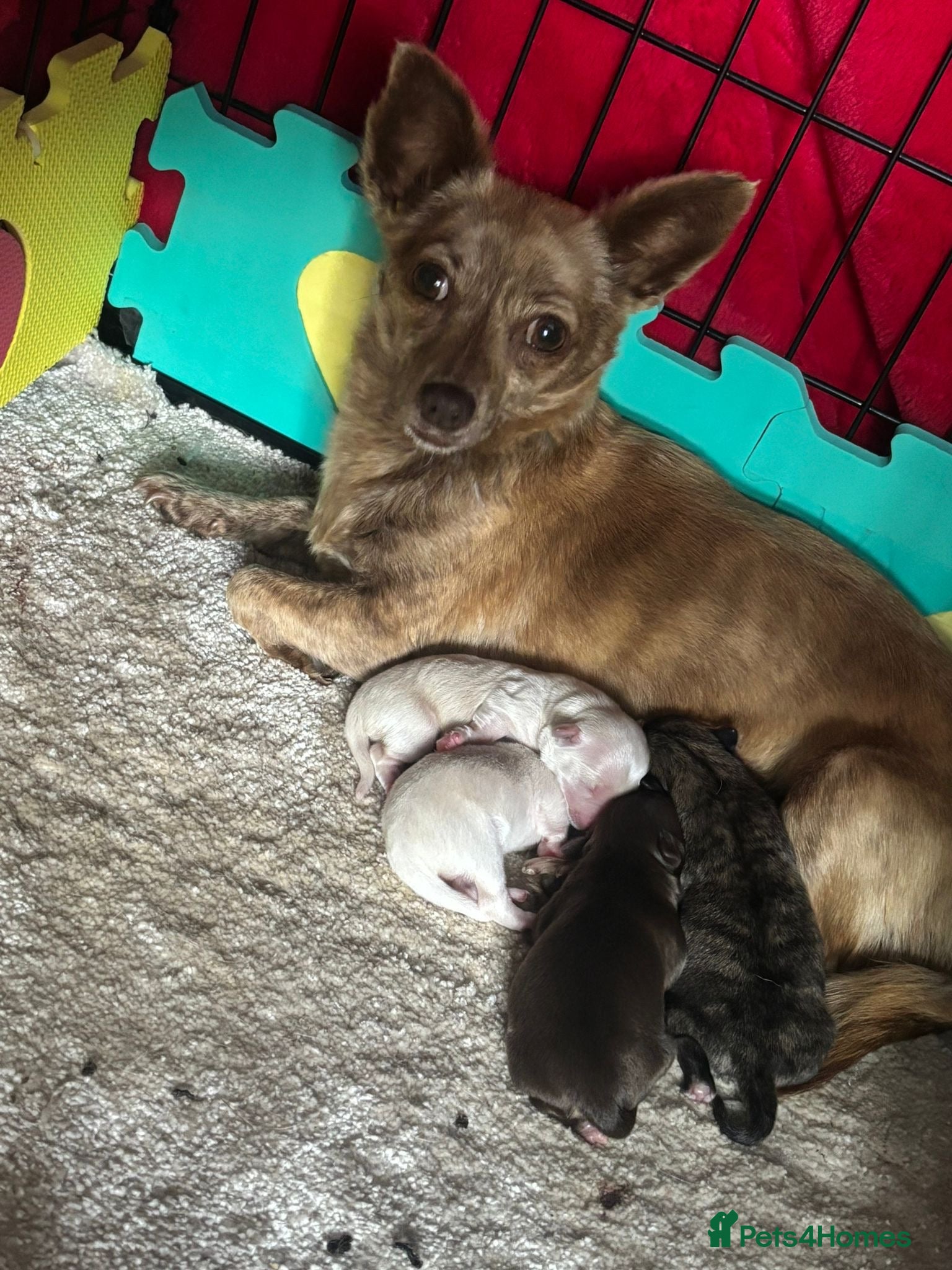 Jack Chi dogs 4 stunning beautiful chihuahuas x Jack Russel  - Advert 1