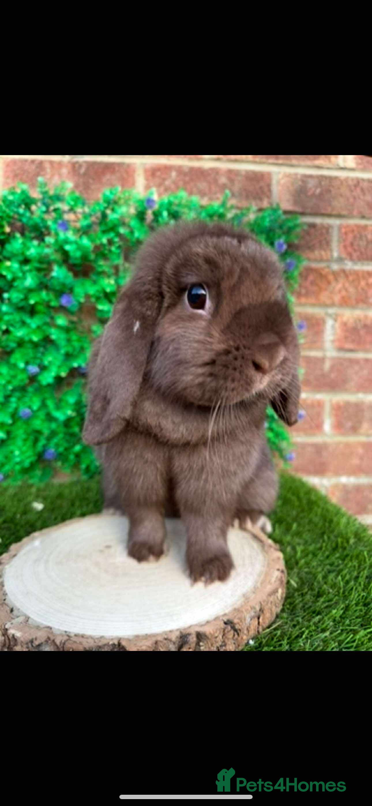 Mini Lop rabbits 2 lovely natured mini lop girls - Advert 1