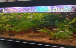 Live Bearers fish for sale: Fishtank and fish - Image 2