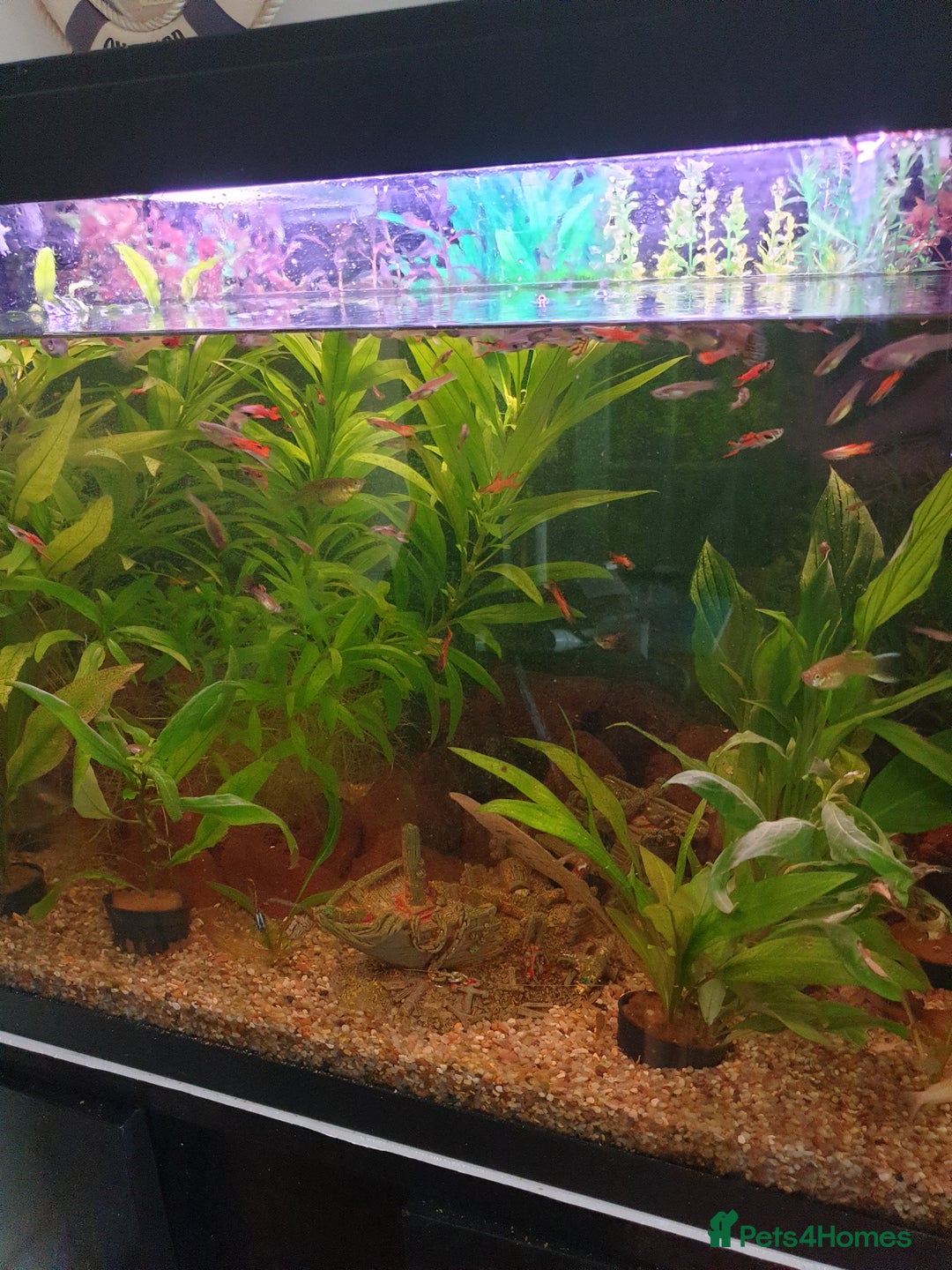 Live Bearers fish for sale: Fishtank and fish - Image 2