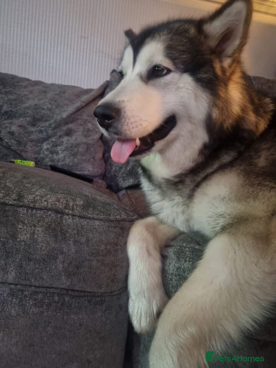 Alaskan Malamute dogs for sale: pure breed alaskan malamutes for sale - Advert 6