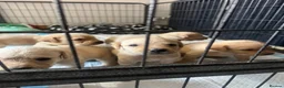 Labrador Retriever dogs for sale: Yellow & Fox Red Labrador Puppies - Advert 2